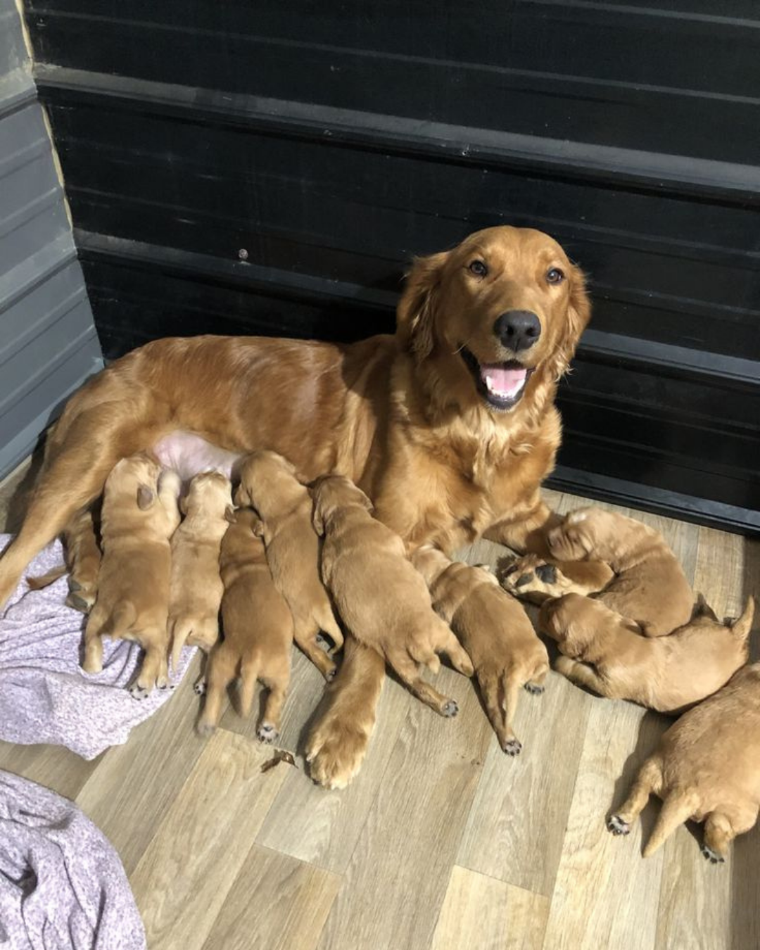 Filhote de Golden Retriever 1