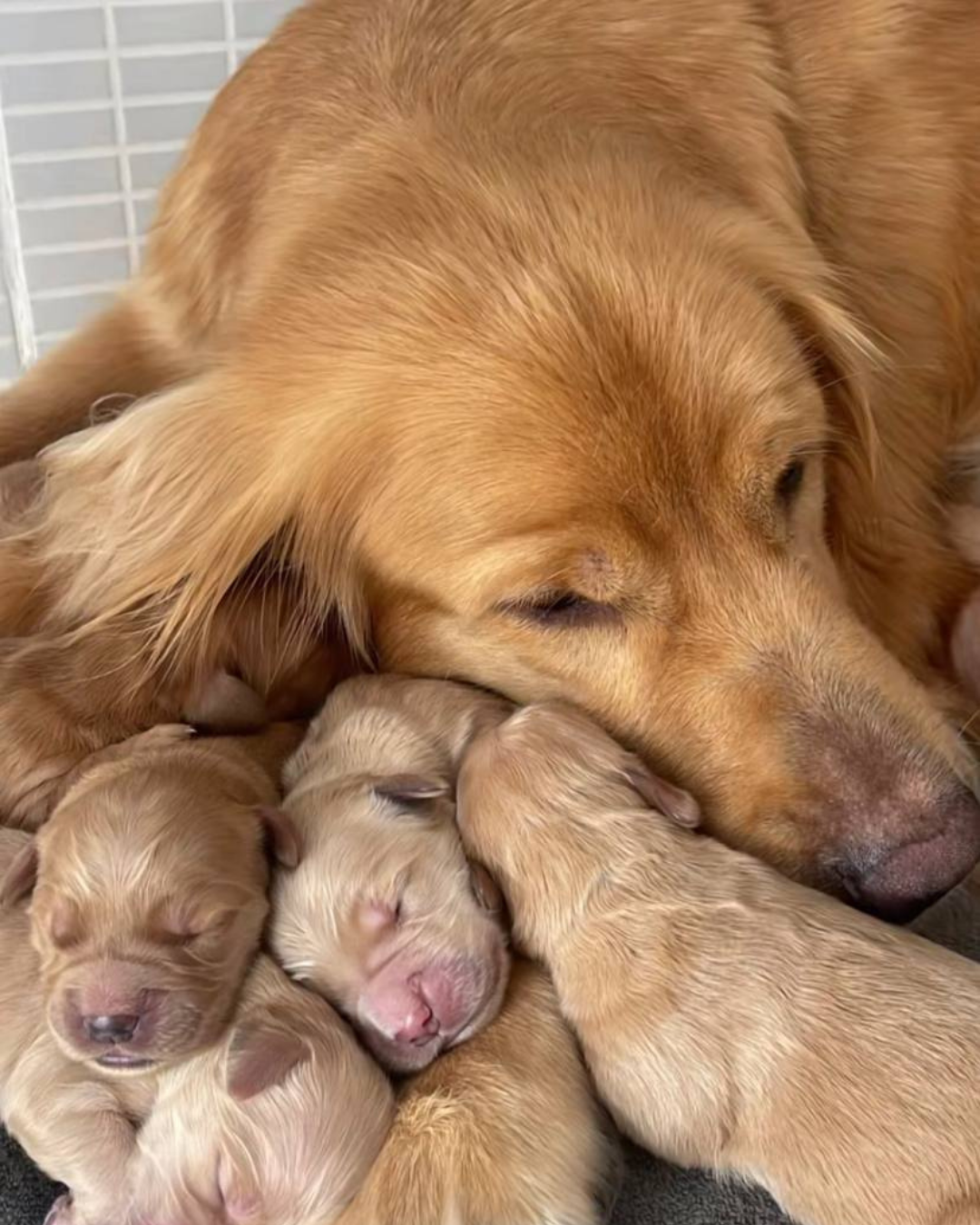 Filhote de Golden Retriever 2