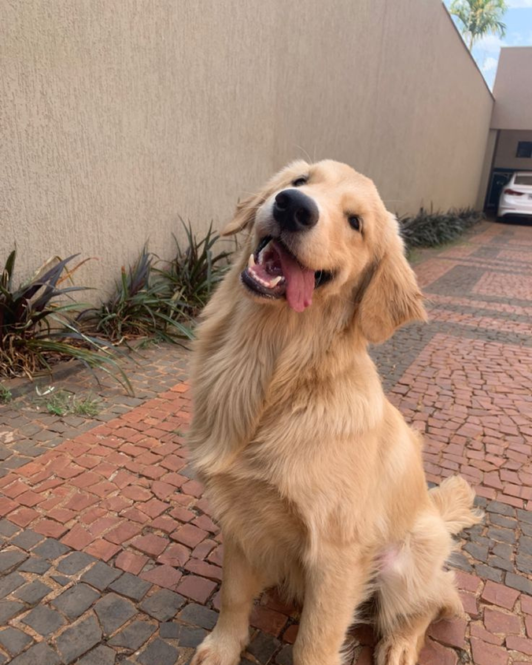 Filhote de Golden Retriever 3